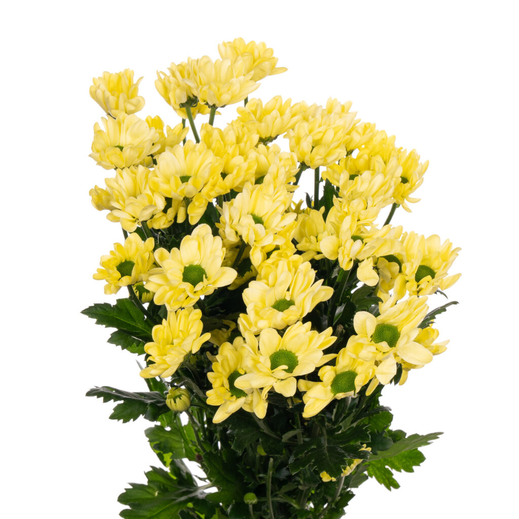 🌷 хrighantemat str чikkrem kupytthe optom -nomoskwer | 