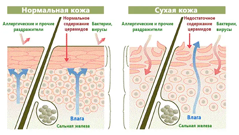 Цeramidы (keramidы) - Косметик: Свол